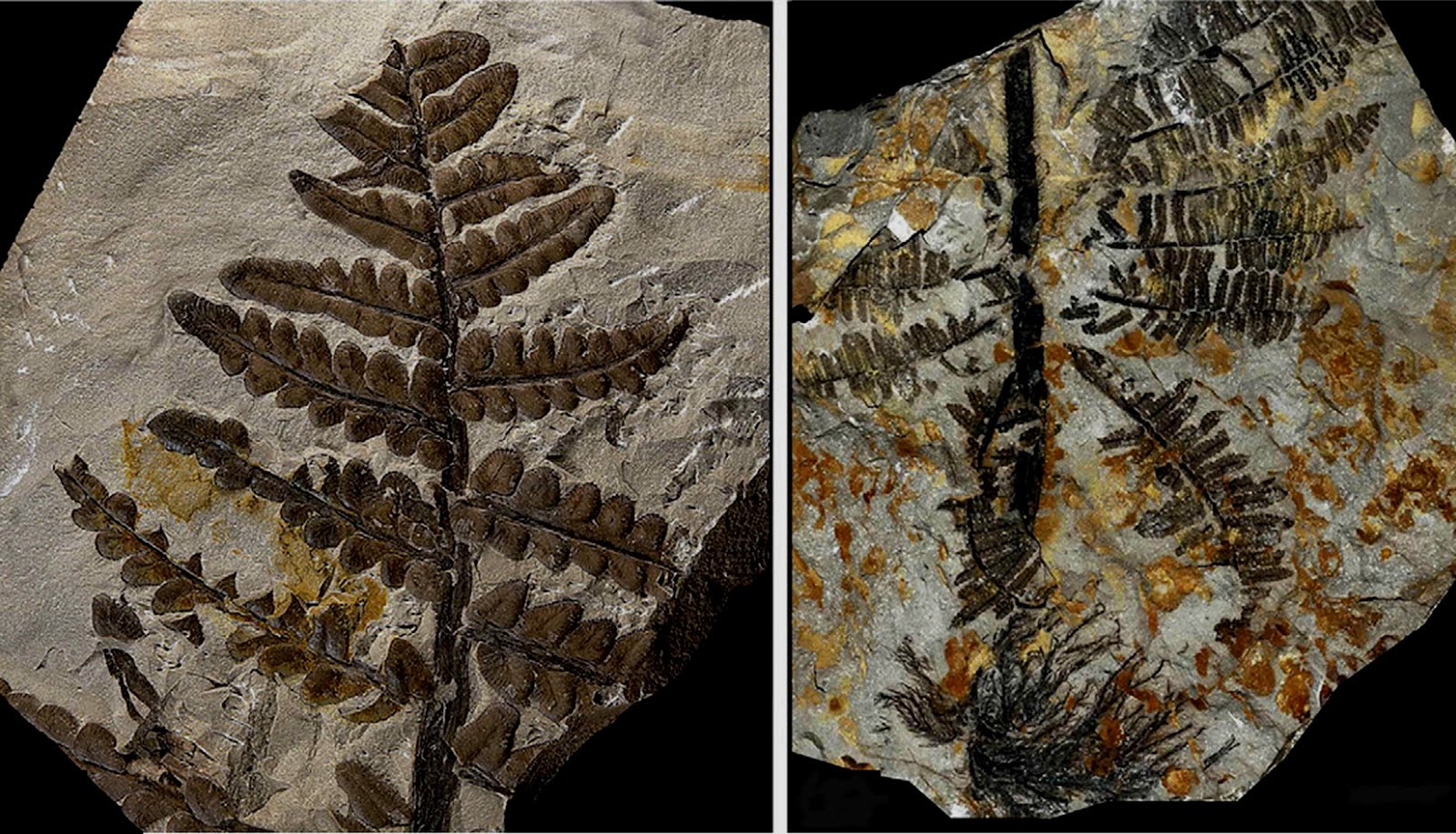 Divulgación Científica: Así eran las primeras plantas de la Tierra