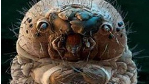 Αυτά τα πλάσματα βρίσκονται στο μαξιλάρι σας- ΦΩΤΟ  