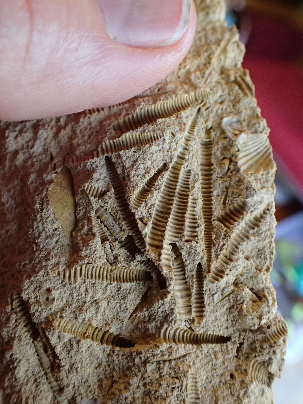 Zookeeper Fossils West Virginia Fossils May Trump Arrowheads