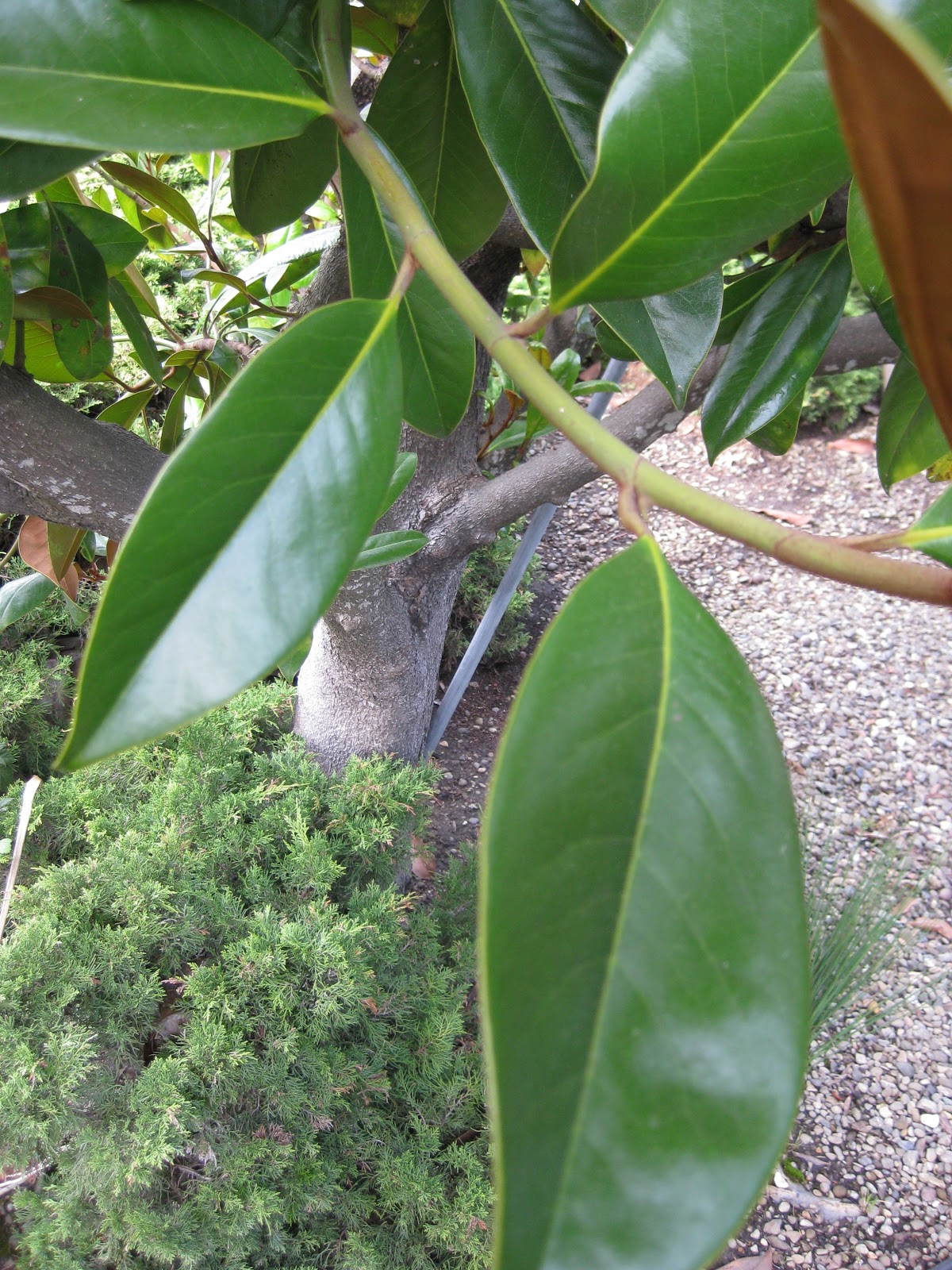 Trees of Santa Cruz County Magnolia grandiflora Southern Magnolia