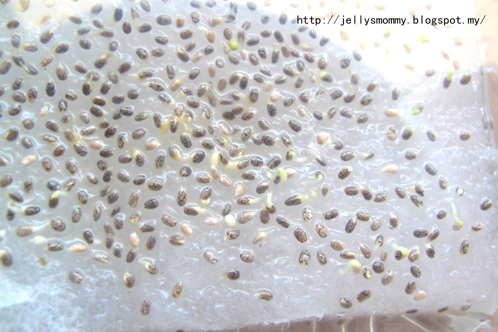 A little bit of Everything Planting chia seed on sponge