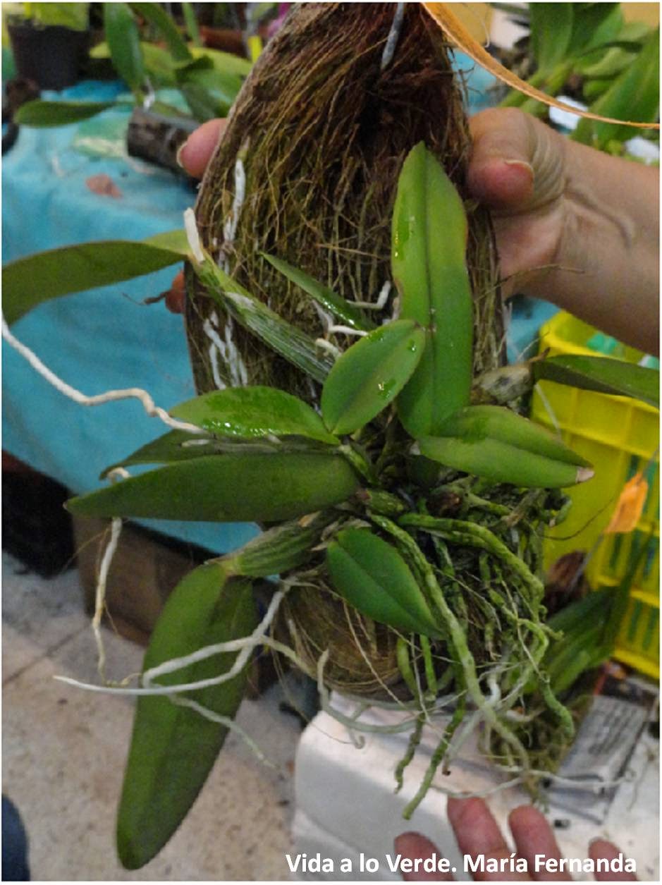 La Doctora De Las Plantas: Conchas de y troncos como soporte para orquídeas (Coconut and trunks for orchids)