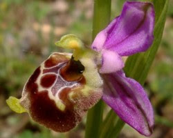Elenco delle orchidee in Costiera
