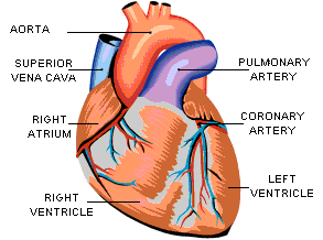 The Circulatory System | Welcome to Mrs. Sandoval's Awesome Science Page!