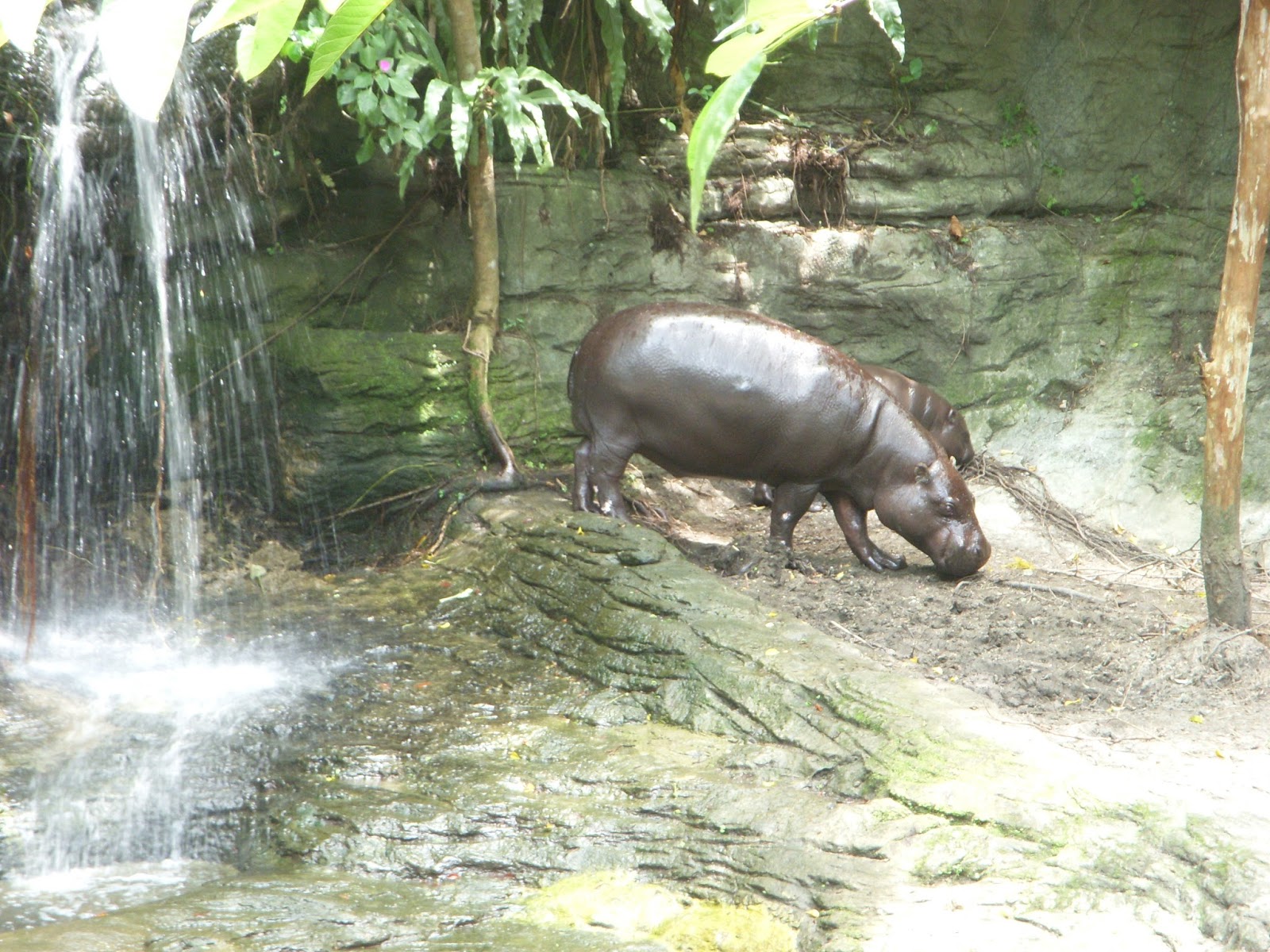 Raptormaniacs Taipei Zoo Part Iii Asian Rainforest Animals