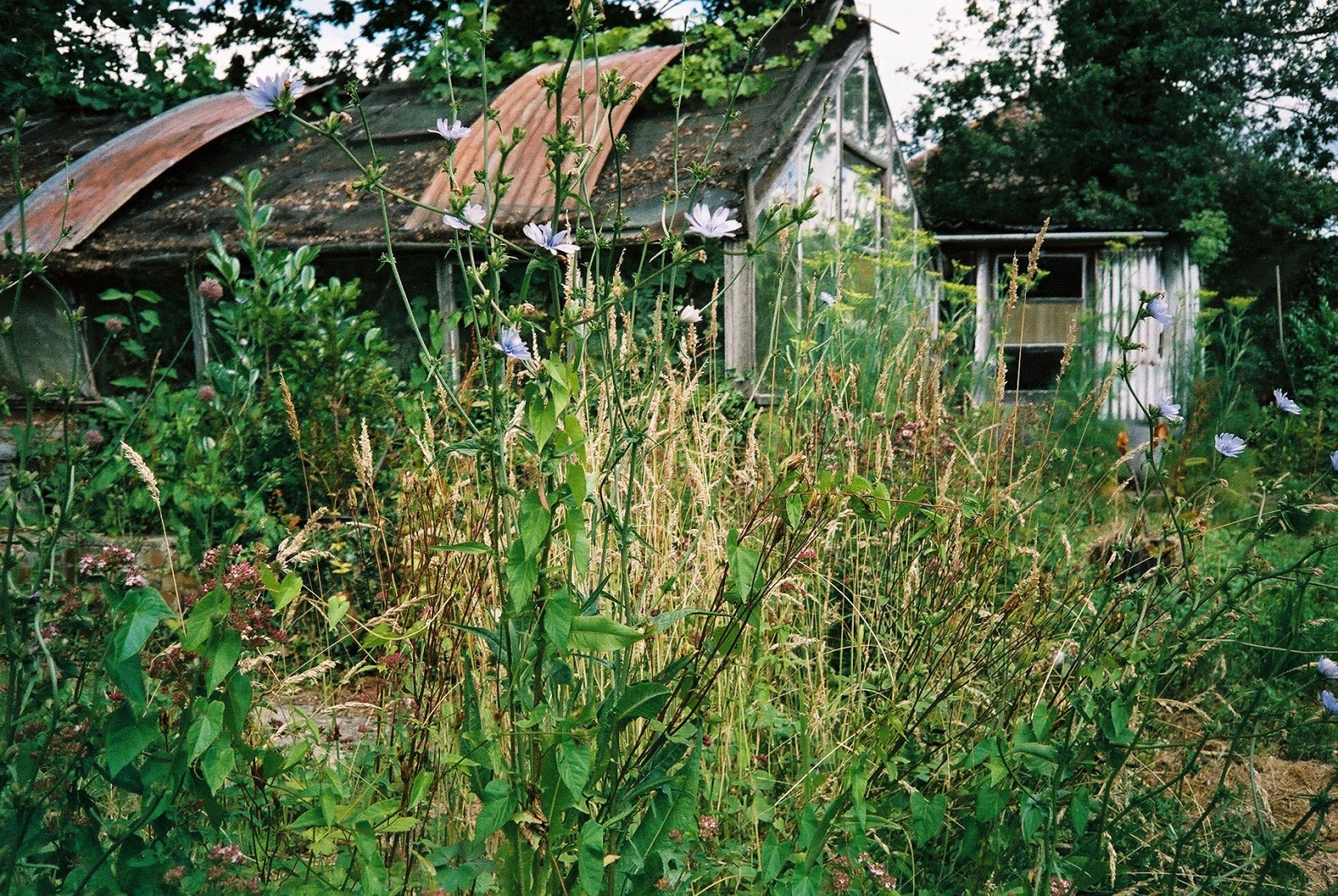 WILD FLOWERS, SUBURBAN FOARGING, FENNEL, CHICORY, MARGORAM, DERELICT BUILDINGS, SUBURBIA, CORRUGATED IRON ROOF, © VAC 100 DAYS 4 MILLION CONVERSATIONS, 2015 GENERAL ELECTION