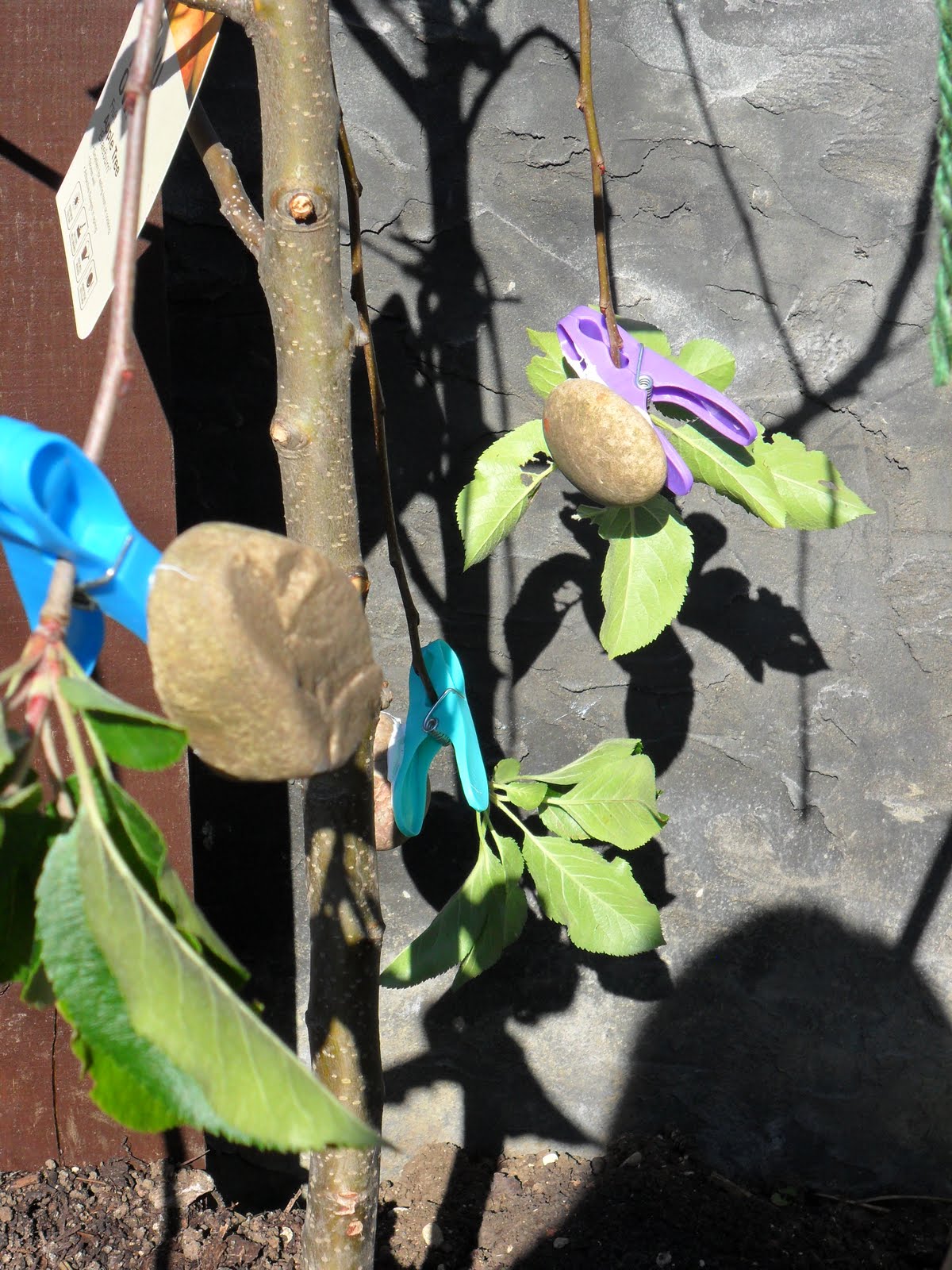 busy-crafting-how-to-make-apple-tree-weights-to-train-your-apple-tree