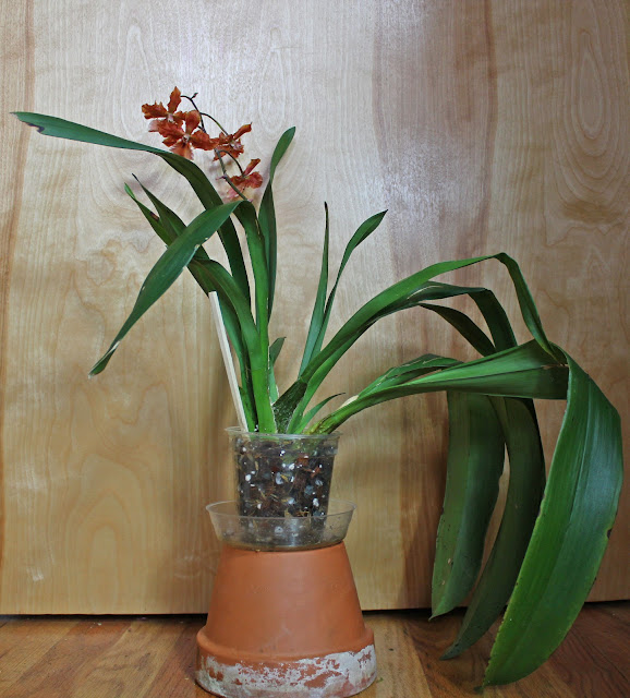 Maria's Orchids: Repotting my oncidiums into proper media