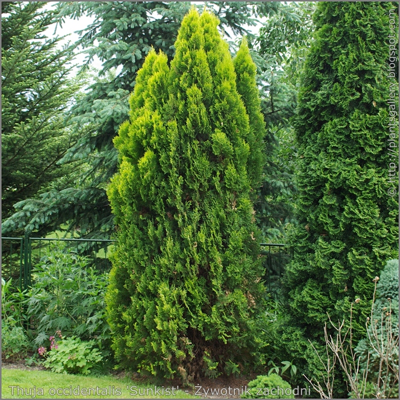 Thuja occidentalis 'Sunkist' habit - Żywotnik zachodni 'Sunkist'  pokrój