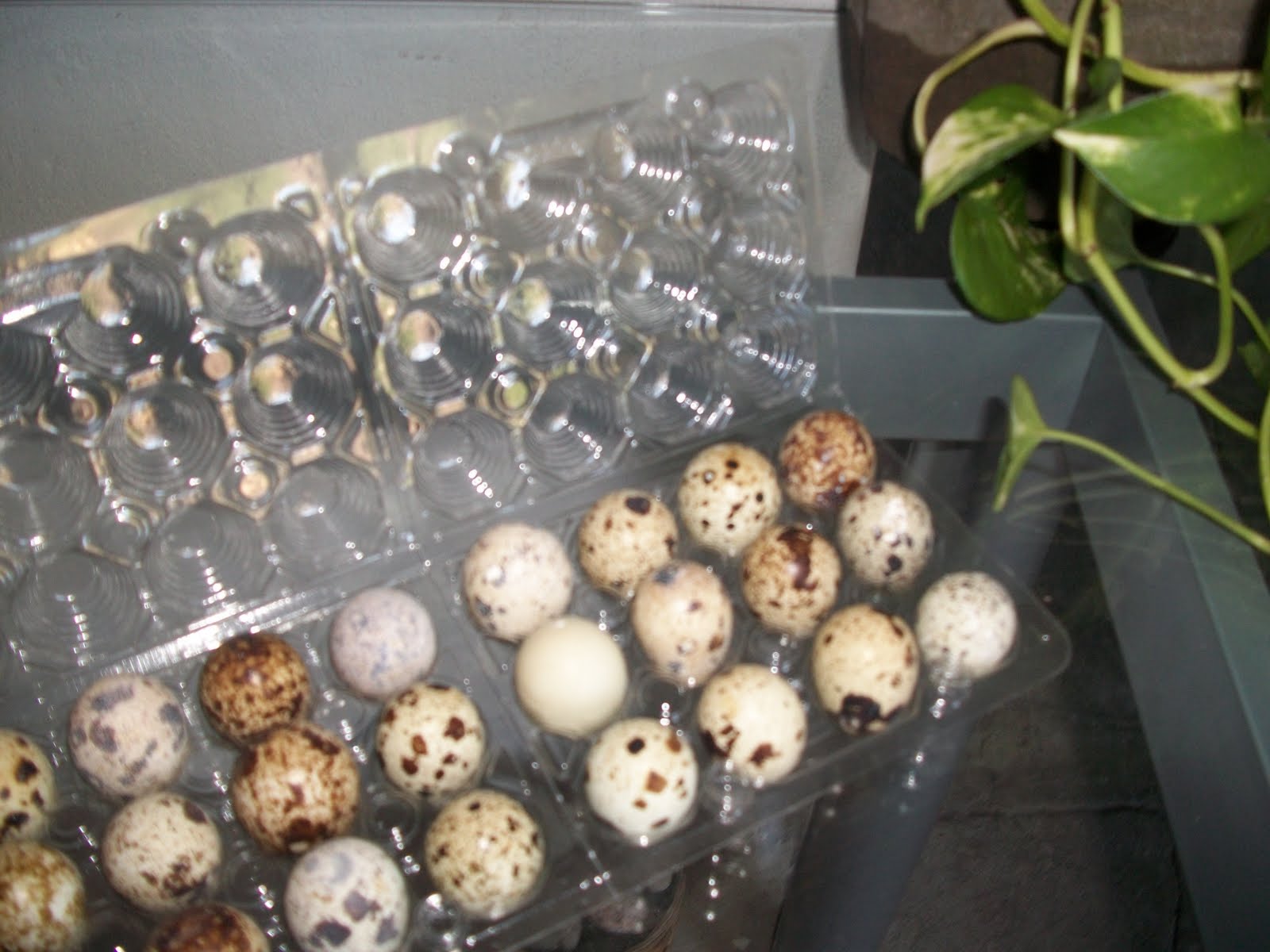 Codornices Concordia: Huevo de Codorniz