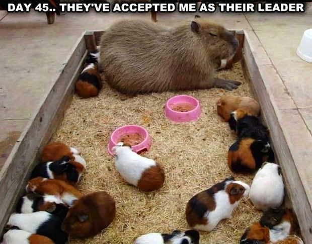 30 Funny animal captions, animal pictures with sayings, captioned animal pictures