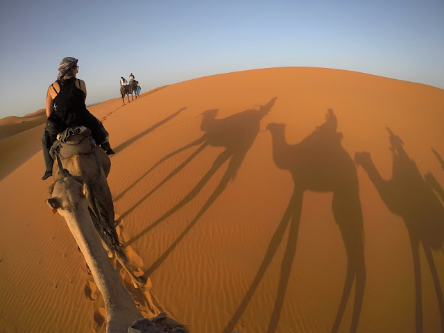 dromedari nel deserto marocco