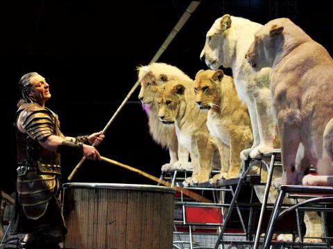 Sights, Events & Activities Info. in Hiroshima: KINOSHITA CIRCUS HAS ...