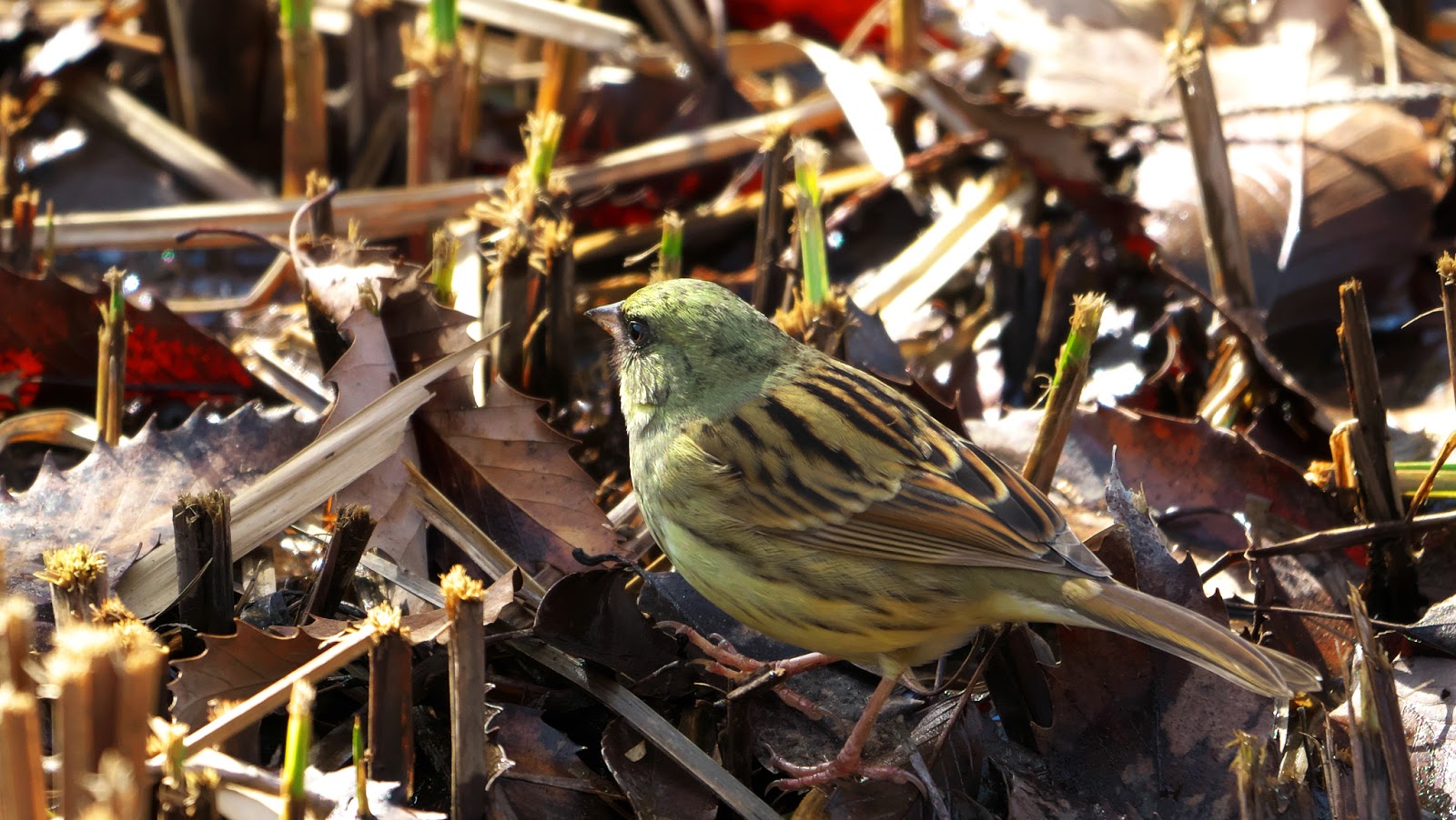 カメの好奇心 - すべてのカメが遅いわけではありません
