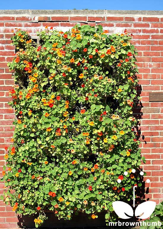 Living Wall Planted with Nasturtiums MrBrownThumb