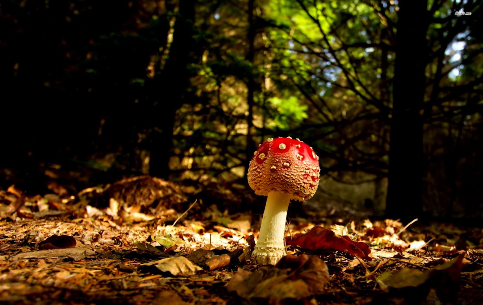 Red Cap Mushrooms