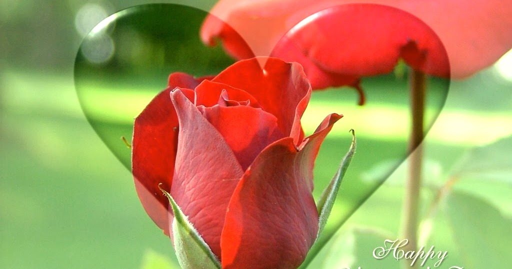 Розы света песня. Красивые розы. Чудесные розы. Прекрасного настроения с розами.