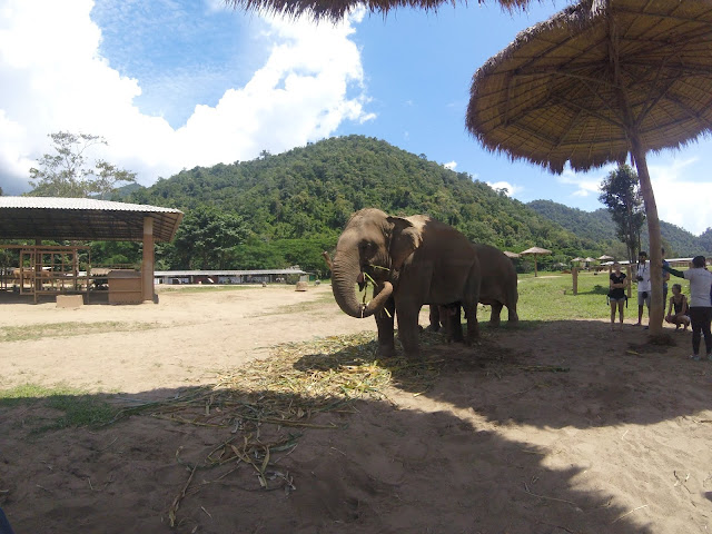 Elephant eating sugar cane