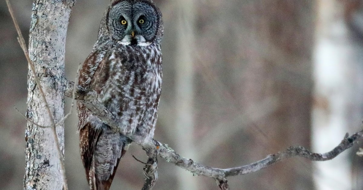Ohio Birds and Biodiversity Great Gray Owl!