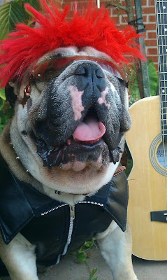 Funny And Cute Animals: Halloween Dogs | Looking Cute