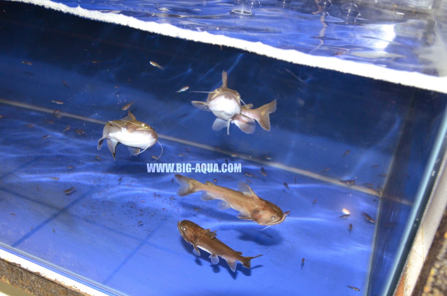 Gulper Catfish Big Aqua