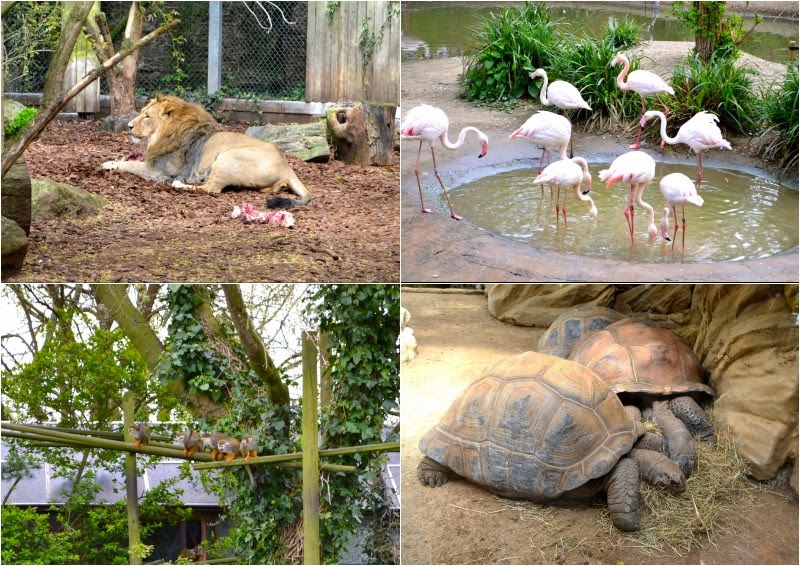 Bristol Zoo animals