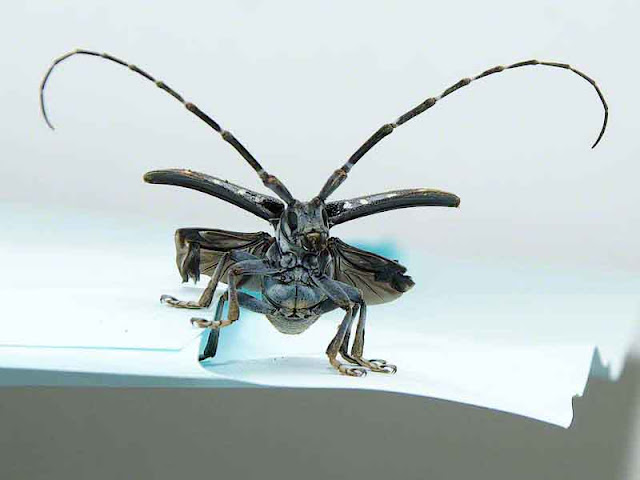 angry-looking beetle