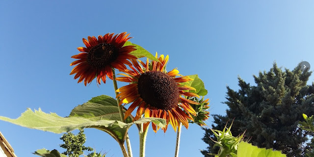 le soleil brille au Cap d'Agde Tournesolle dans notre jaardin