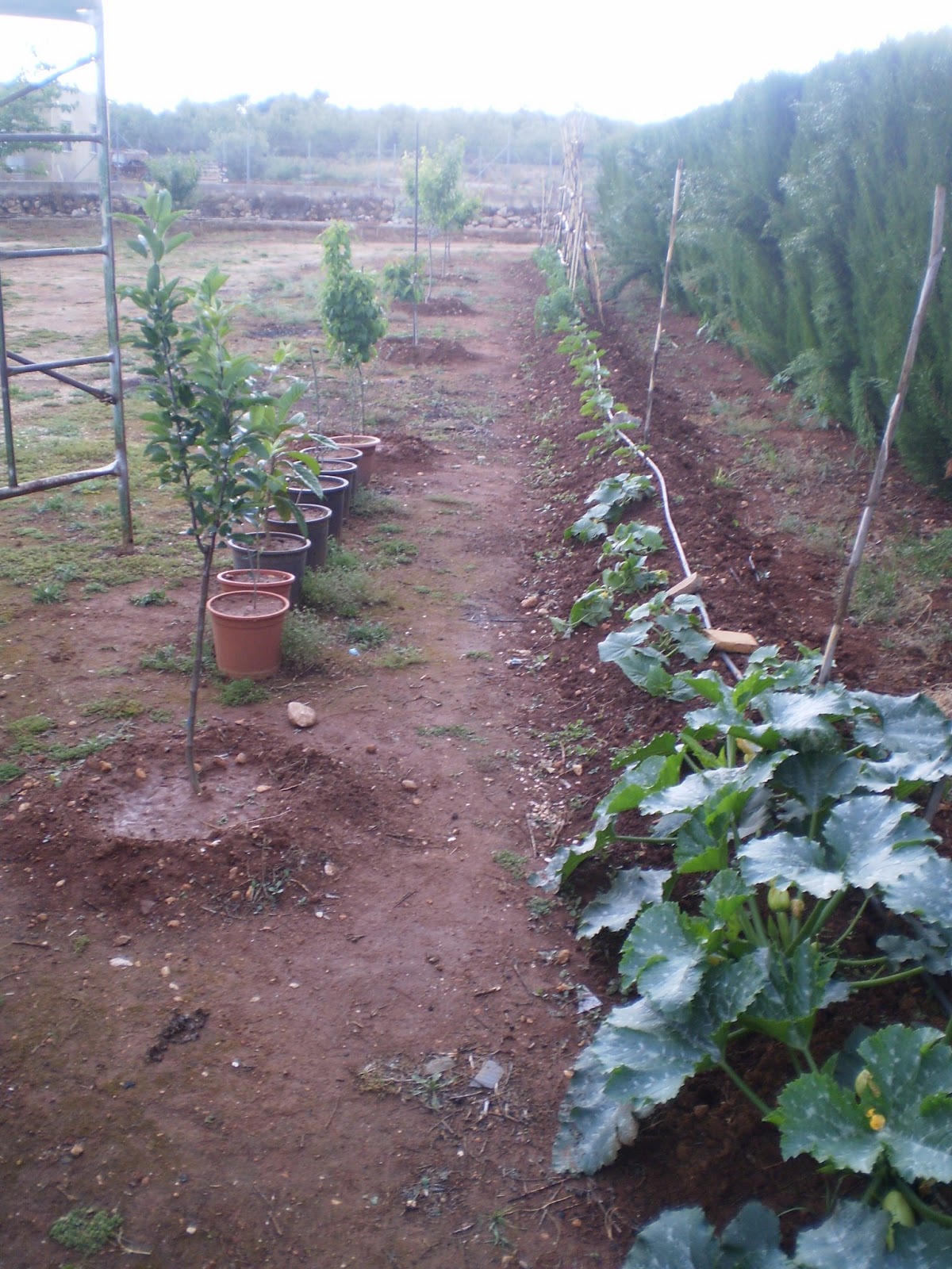 EL BLOG DE LA ELENA. UN BLOG DULCE, DIVERTIDO Y ENTRETENIDO: Mi huerto