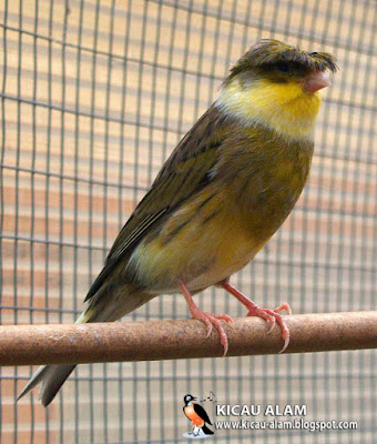 Jual Burung Kenari Gloster Consort Kata Baca O