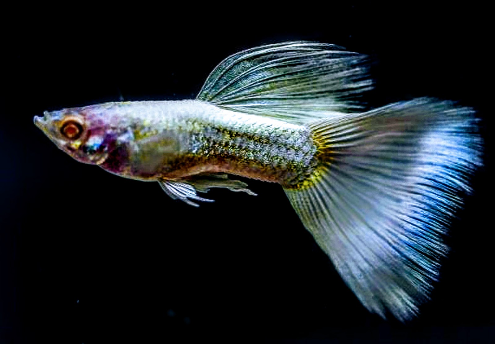 BEAUTIFUL GUPPY FISH TANK The guppies do not die