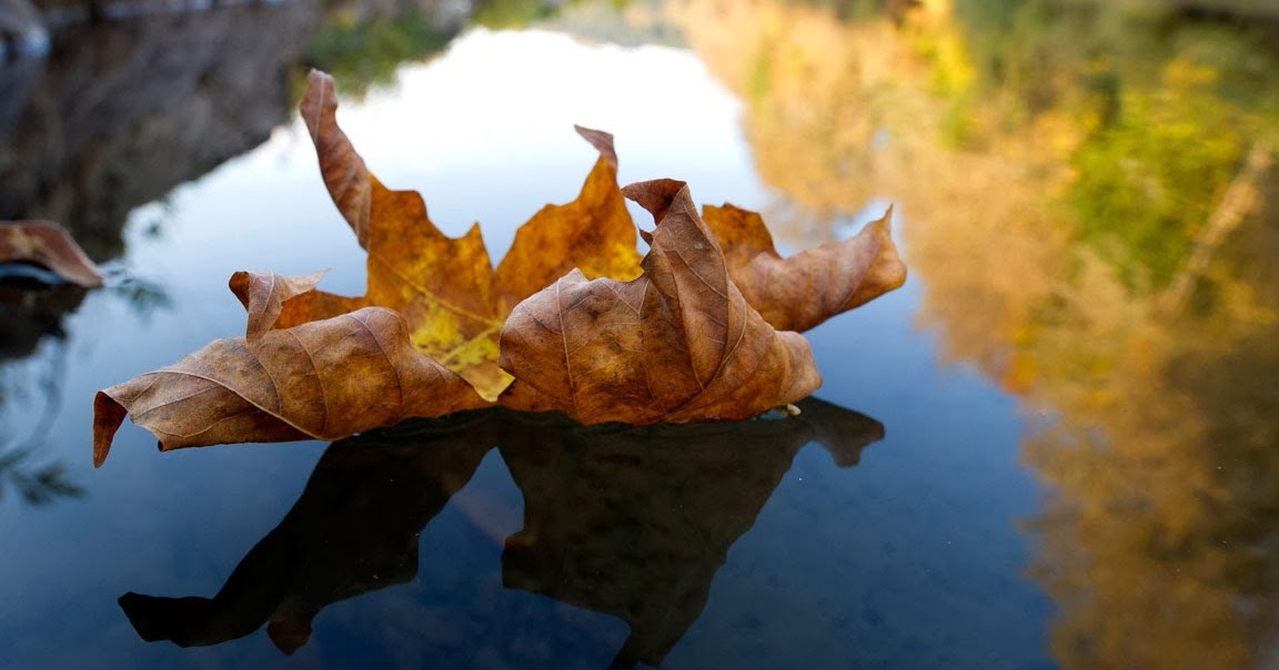 Terapias Naturales autohipnosis hojas en el arroyo