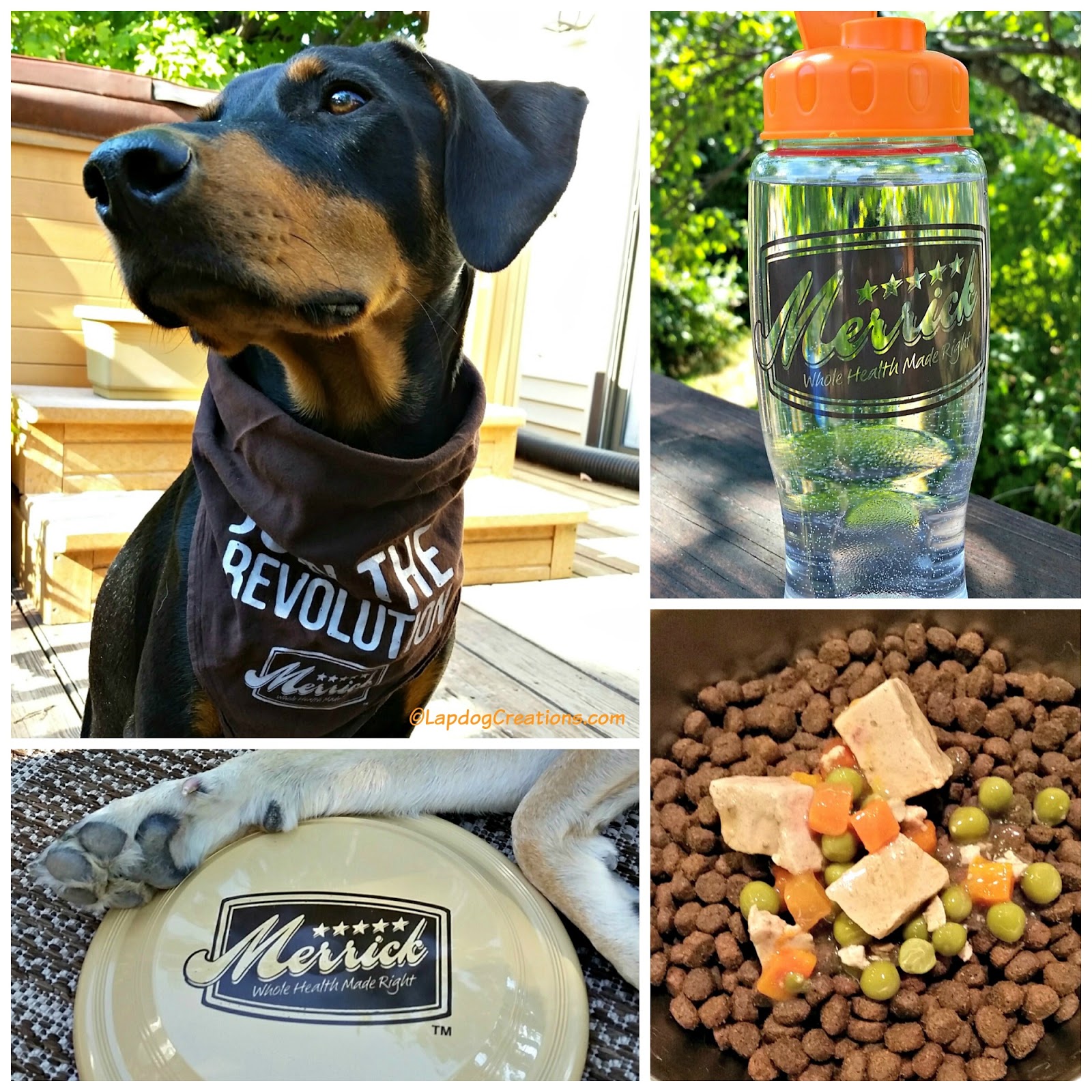 Lapdog Creations Merrick Grain Free is Perfect for Your BestDogEver