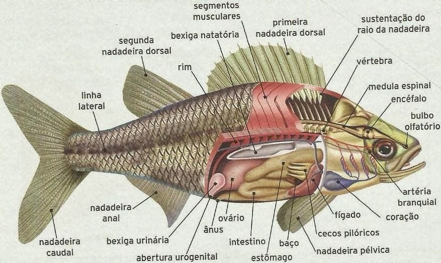 Filo cordados peixes condrictes e osteíctes. Biologia A ciência da vida