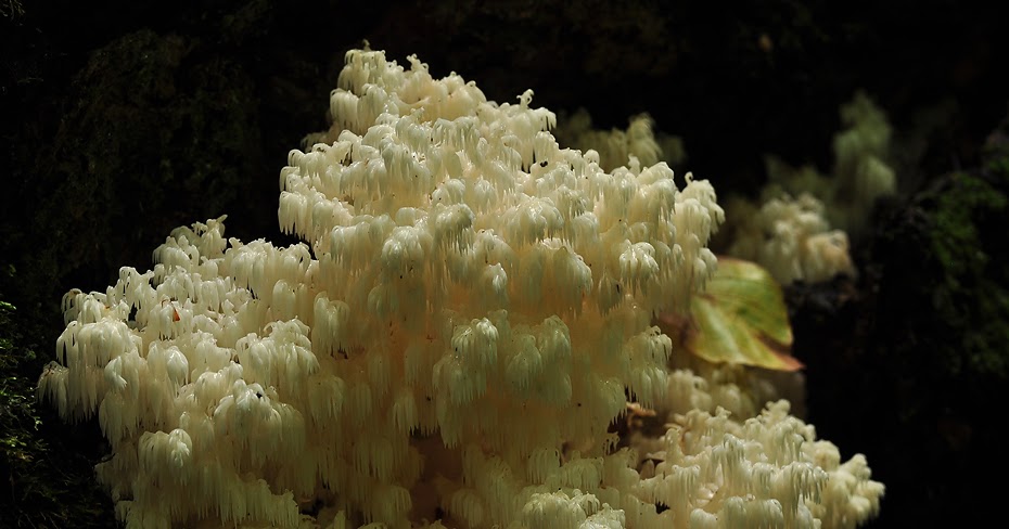 OBRAZY NATURY Soplówka bukowa (Hericium coralloides)