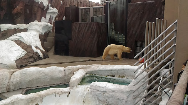 Un ours polaire