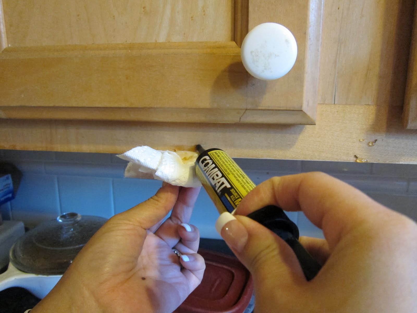 Ants Be Gone! How to get rid Ants Our Story. First Day using Combat Ant killing Gel and Review