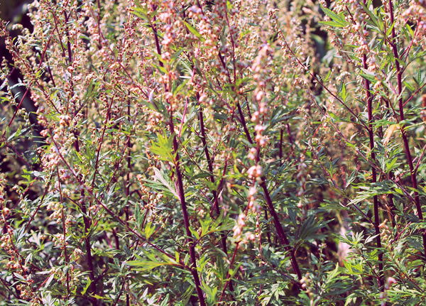 Blooming mugwort