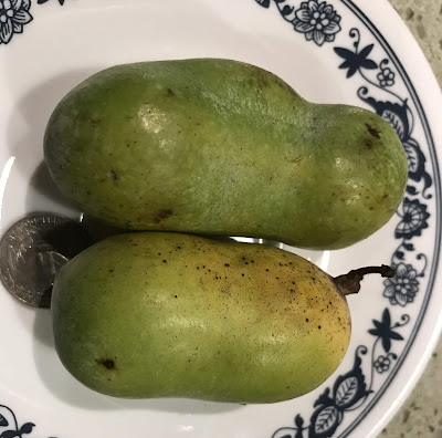 Sunflower Pawpaws