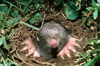 Eastern American Mole