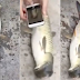 ΣΟΚ! Παράξενο «μεταλλαγμένο» ψάρι με «κεφάλι από περιστέρι»  αλιεύτηκε στην Κίνα (Βίντεο)