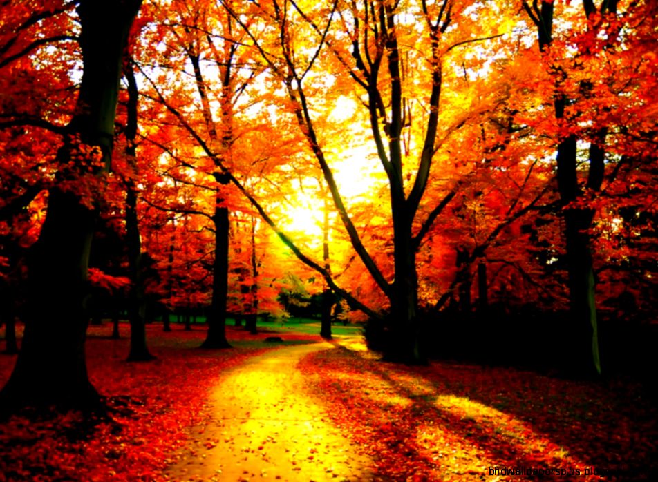 fall wallpaper 56278  All Choosy