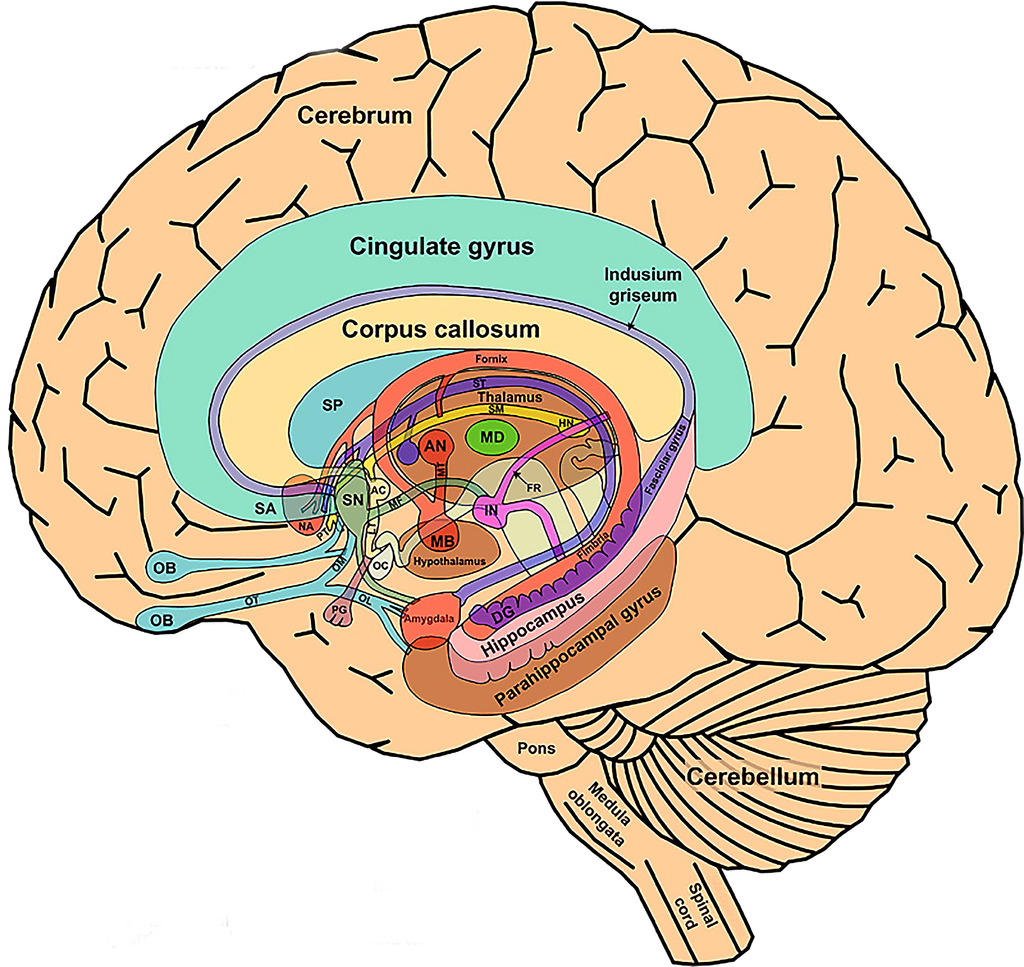 The Limbic System we can think of the limbic system as the centre for Biology Diagrams