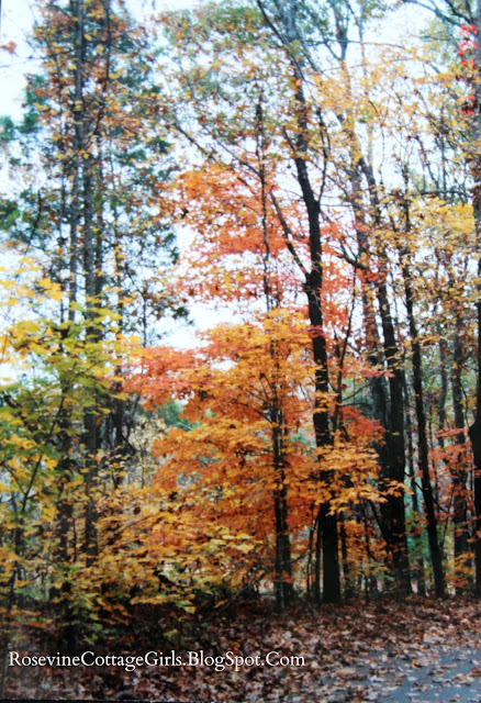 Beautiful autumn colors along a path in the woods of Long Hunter State Park in Tennessee by the rosevinecottagegirls.com