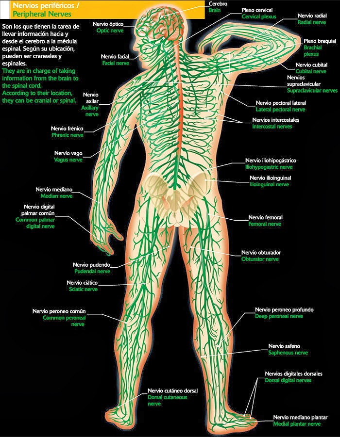 SISTEMA NERVIOSO PERIFERICO SISTEMA NERVIOSO PERIFERICO