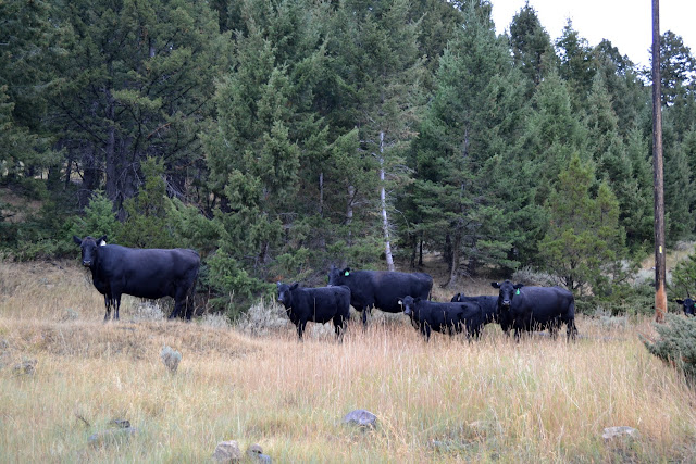 Корови Монтани (Montana's cows)