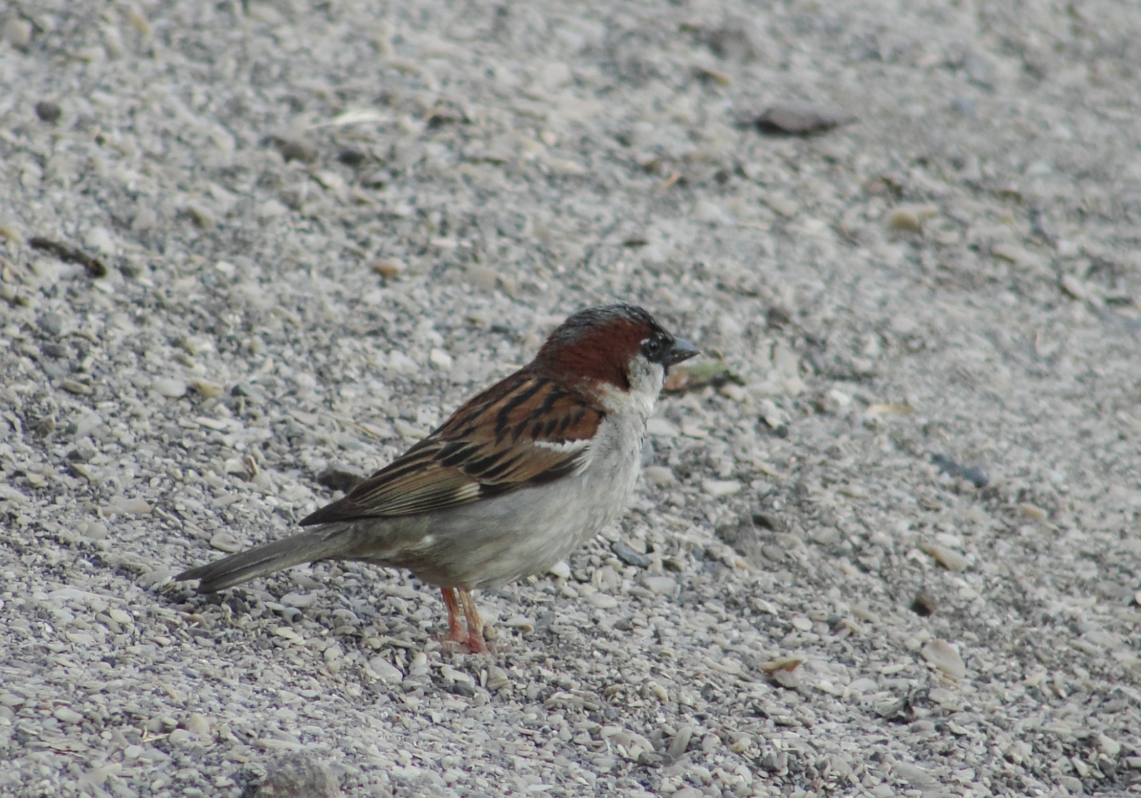 Caminantes del Desierto UNA BREVE HISTORIA DE GORRIONES