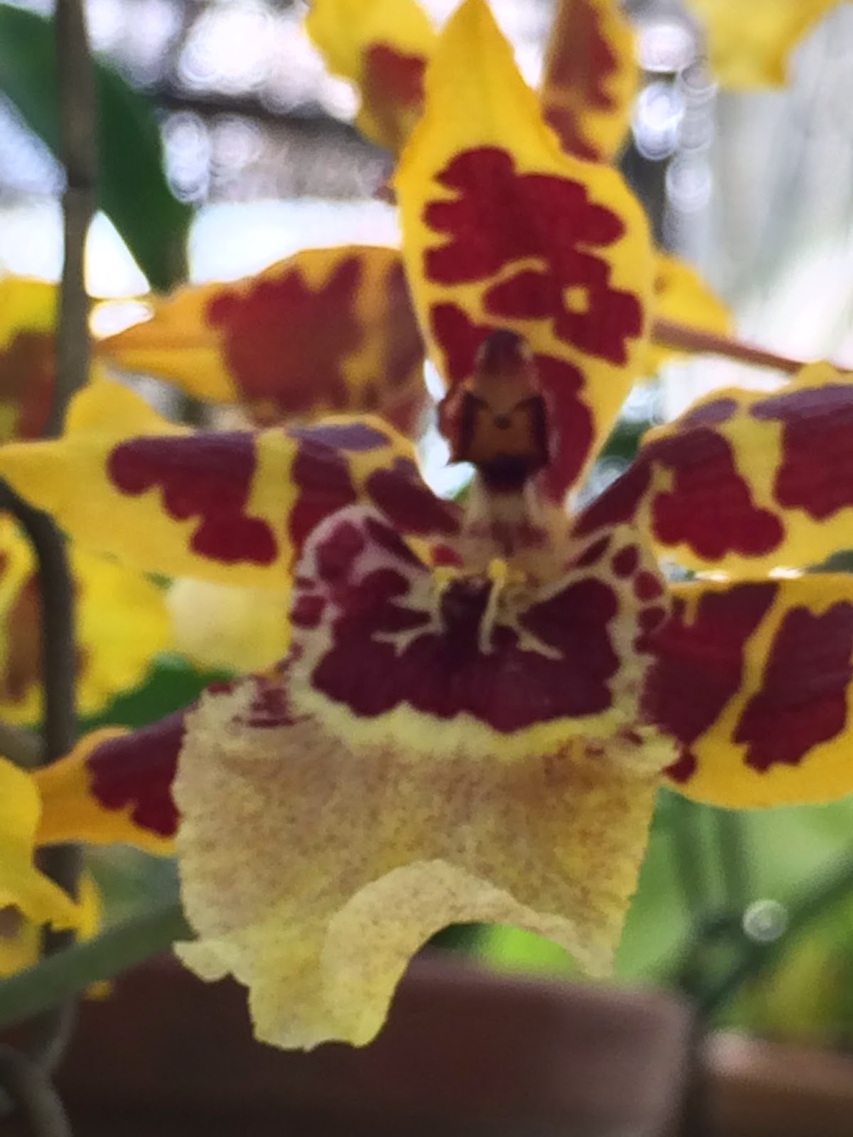 Orquídeas da Pachamama: Colmanara Wildcat 