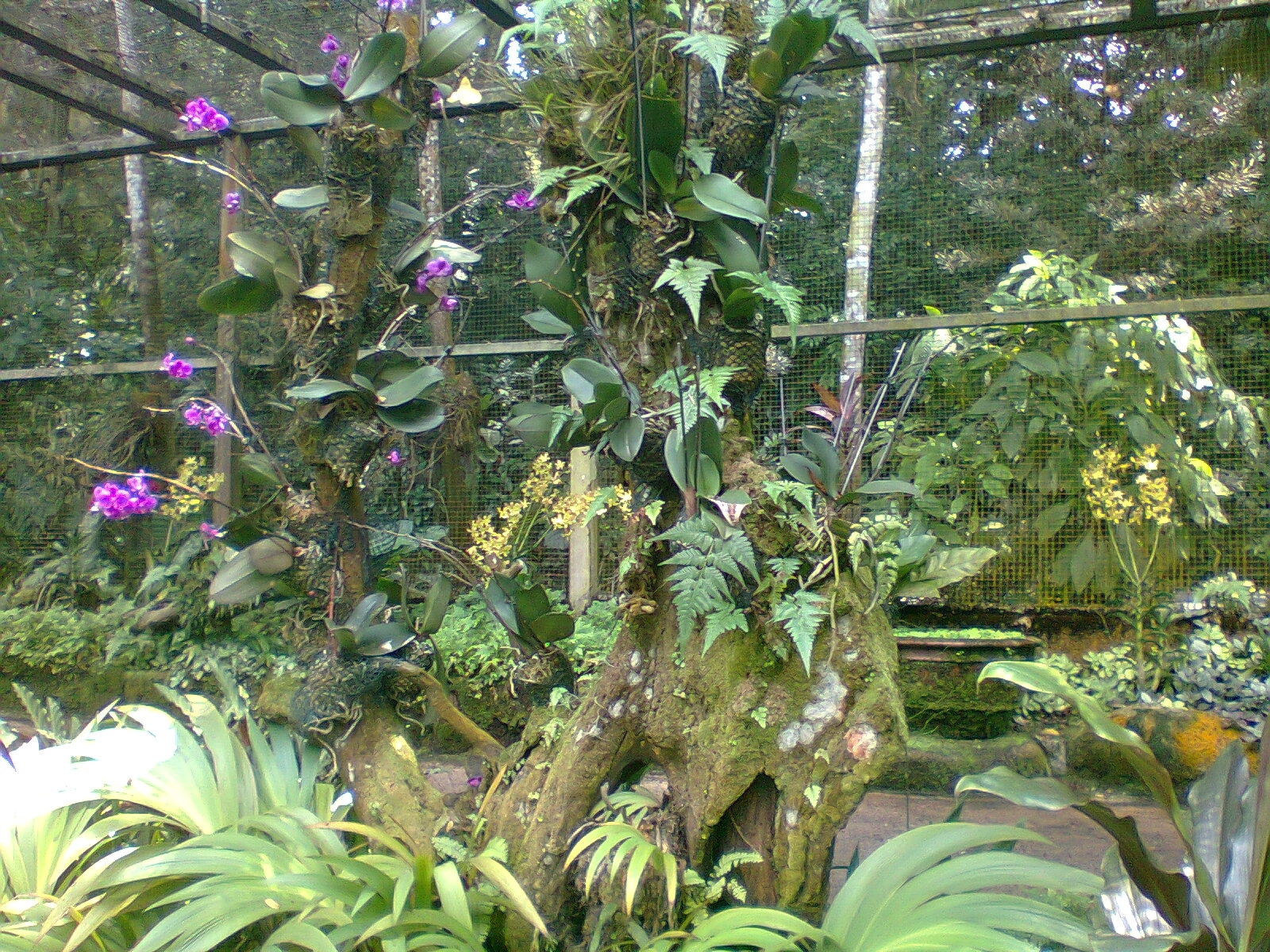 Epiphytic Cacti and other unusual Plants