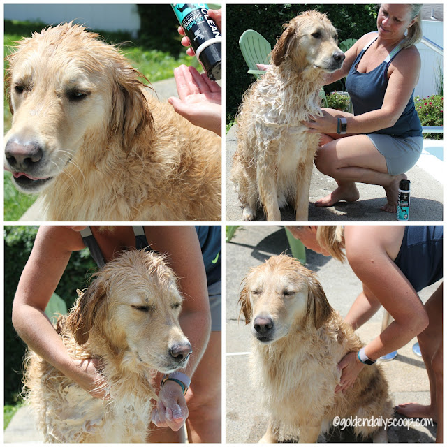 golden retriever excessive shedding 3 ways to help fight summer shedding golden retriever excessive shedding 3 ways to help fight summer shedding